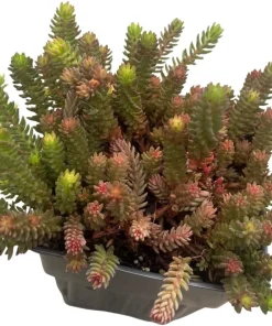 Red Wiggle Stonecrop Live Plant – Sedum Perennial – Quart Pot – Full Sun - Image 3