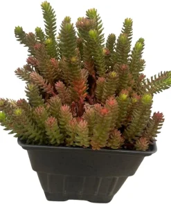 Red Wiggle Stonecrop Live Plant – Sedum Perennial – Quart Pot – Full Sun - Image 4