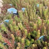 Red Wiggle Stonecrop Live Plant – Sedum Perennial – Quart Pot – Full Sun - Image 1