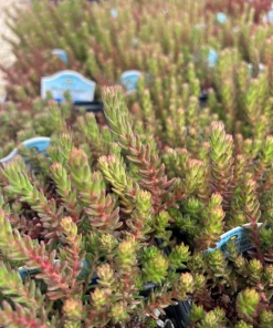 Red Wiggle Stonecrop Live Plant – Sedum Perennial – Quart Pot – Full Sun - Image 1