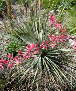 Red Yucca Seeds - Hesperaloe parviflora rubra - 15 Seeds - Drought Tolerant - Image 2