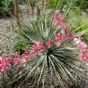 Red Yucca Seeds - Hesperaloe parviflora rubra - 15 Seeds - Drought Tolerant - Image 1