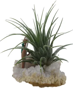 Reindeer Geode with Live Air Plant - Tillandsia - Unique Home Decor - Image 4