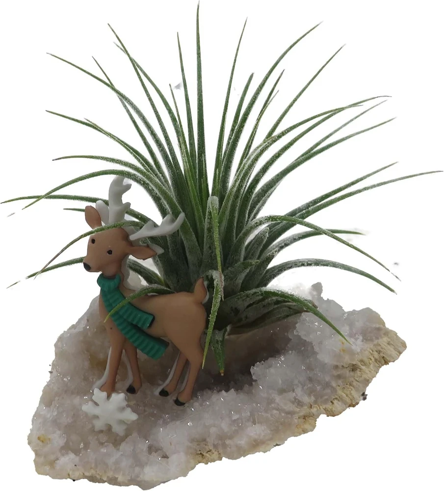 Reindeer Geode with Live Air Plant - Tillandsia - Unique Home Decor - Image 1