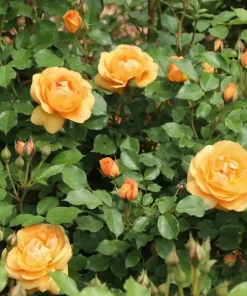 Reminiscent Ginger Garden Rose Live Plant - Orange Blooms - 4 Inch Pot - Image 2