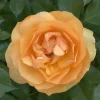 Reminiscent Ginger Garden Rose Live Plant - Orange Blooms - 4 Inch Pot - Image 1