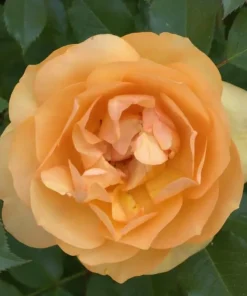 Reminiscent Ginger Garden Rose Live Plant - Orange Blooms - 4 Inch Pot - Image 1