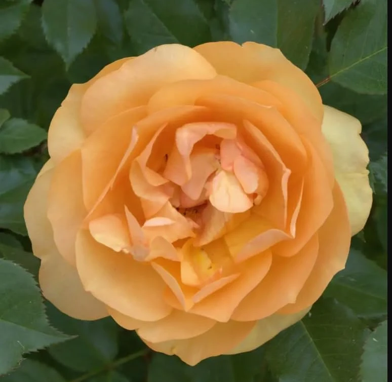 Reminiscent Ginger Garden Rose Live Plant - Orange Blooms - 4 Inch Pot - Image 1