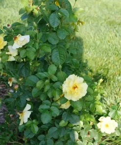 Reminiscent Yellow Rose Live Plant – Fragrant Shrub – 4 inch Pot – Outdoor - Image 2