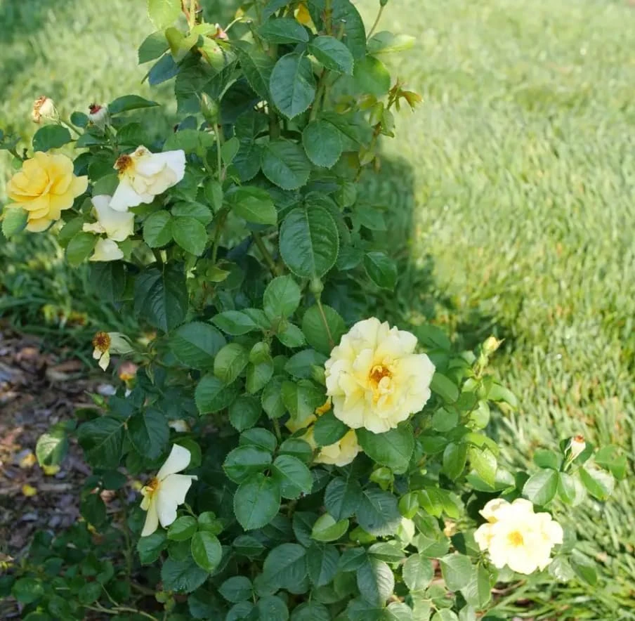 Reminiscent Yellow Rose Live Plant – Fragrant Shrub – 4 inch Pot – Outdoor - Image 2