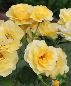 Reminiscent Yellow Rose Live Plant – Fragrant Shrub – 4 inch Pot – Outdoor - Image 3