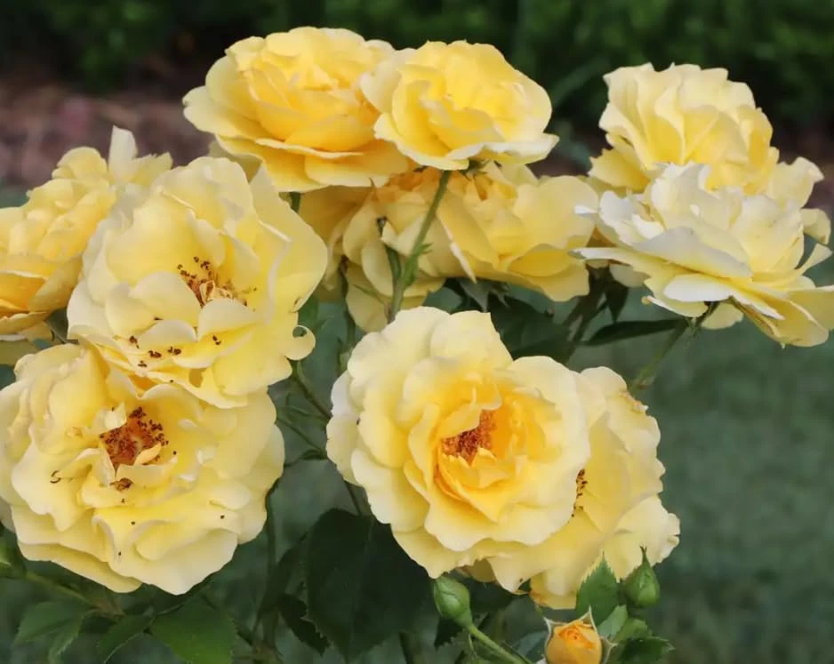 Reminiscent Yellow Rose Live Plant – Fragrant Shrub – 4 inch Pot – Outdoor - Image 3