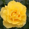 Reminiscent Yellow Rose Live Plant – Fragrant Shrub – 4 inch Pot – Outdoor - Image 1