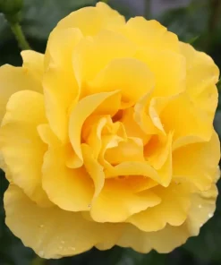 Reminiscent Yellow Rose Live Plant – Fragrant Shrub – 4 inch Pot – Outdoor - Image 1