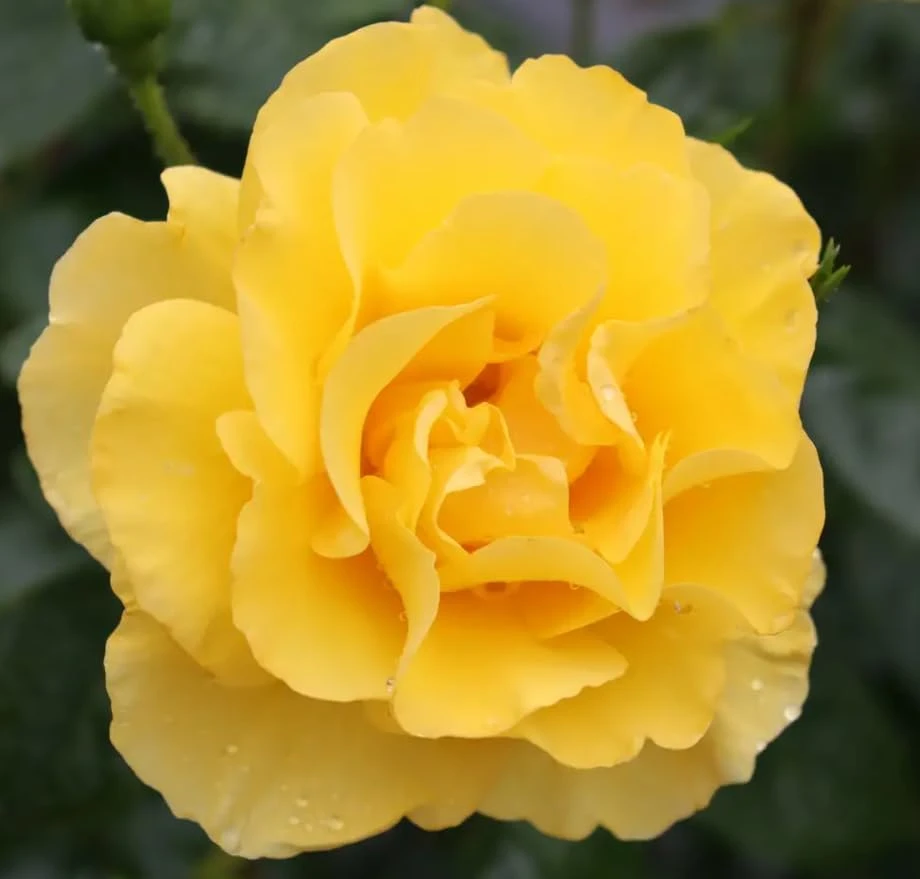 Reminiscent Yellow Rose Live Plant – Fragrant Shrub – 4 inch Pot – Outdoor - Image 1