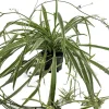 Reverse Variegated Spider Plant Live Plant – 4 inch Pot – Air Purifying Indoor Houseplant - Image 1