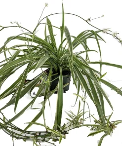 Reverse Variegated Spider Plant Live Plant – 4 inch Pot – Air Purifying Indoor Houseplant - Image 1