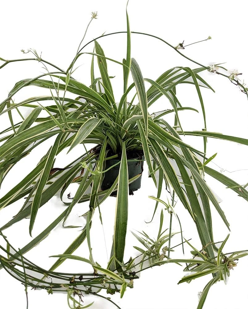 Reverse Variegated Spider Plant Live Plant – 4 inch Pot – Air Purifying Indoor Houseplant - Image 1