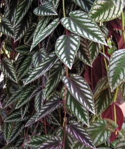 Rex Begonia Vine Live Plant - Cissus Discolor - 4