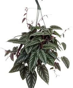 Rex Begonia Vine Live Plant - Cissus Discolor - 4