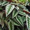 Rex Begonia Vine Live Plant - Cissus Discolor - 4" Pot - Indoor Houseplant - Image 1