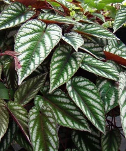 Rex Begonia Vine Live Plant - Cissus Discolor - 4