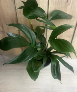 Rhaphidophora Decursiva in 6