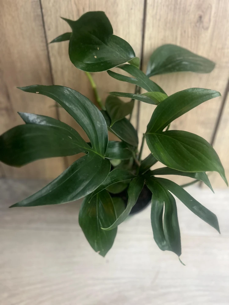 Rhaphidophora Decursiva in 6" Pot, Dragon Tail - Image 2