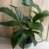 Rhaphidophora Decursiva in 6" Pot, Dragon Tail - Image 1