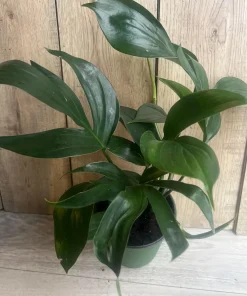 Rhaphidophora Decursiva in 6