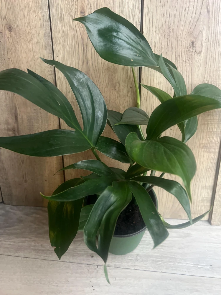 Rhaphidophora Decursiva in 6" Pot, Dragon Tail - Image 1