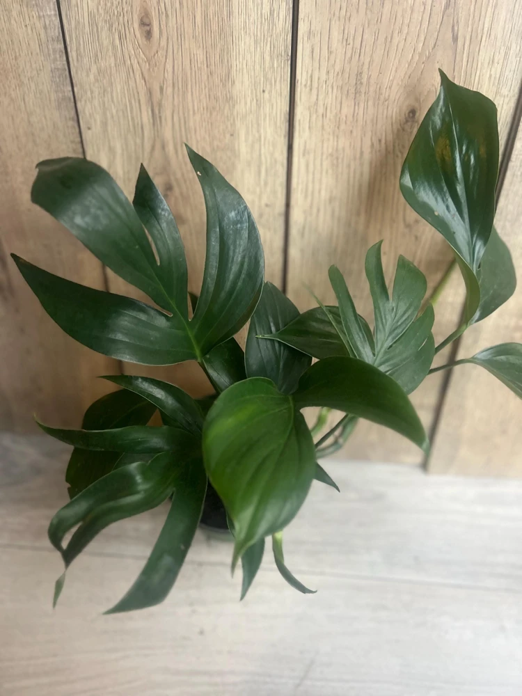 Rhaphidophora Decursiva in 6" Pot, Dragon Tail - Image 3