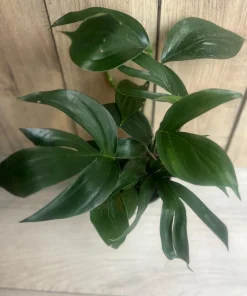Rhaphidophora Decursiva in 6