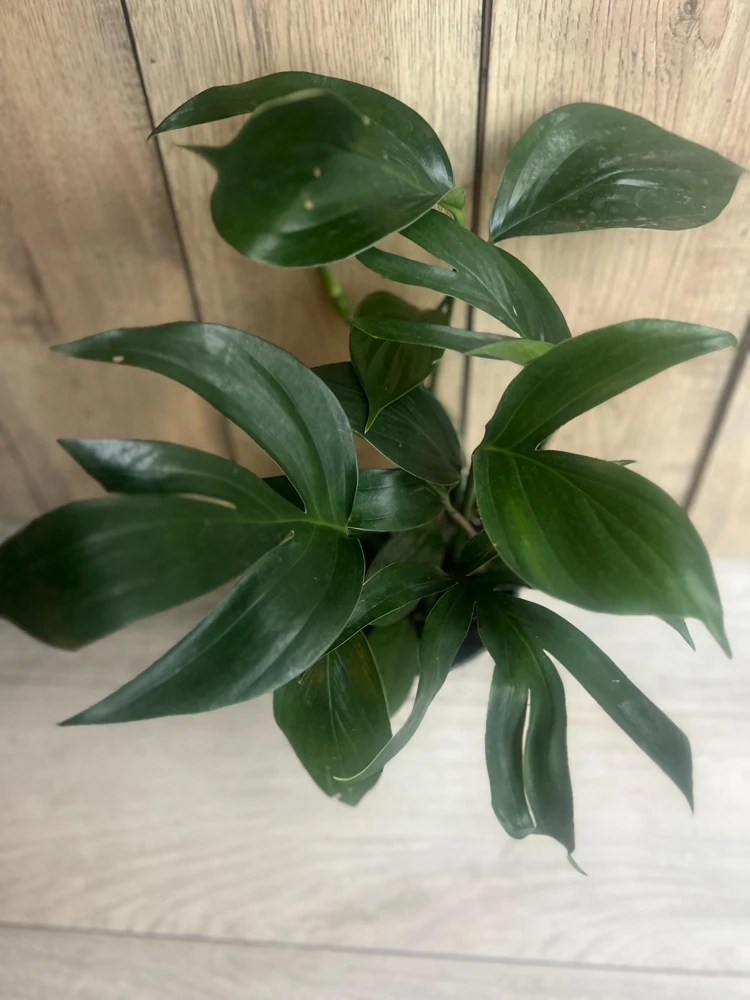 Rhaphidophora Decursiva in 6" Pot, Dragon Tail - Image 4