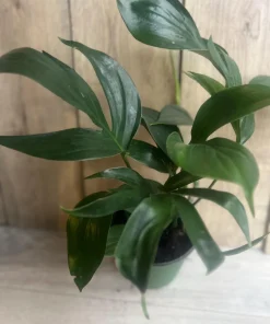 Rhaphidophora Decursiva in 6