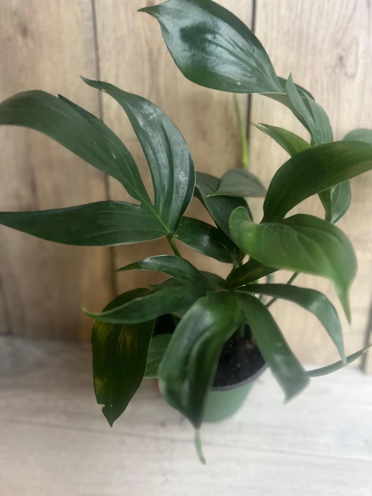 Rhaphidophora Decursiva in 6" Pot, Dragon Tail - Image 5
