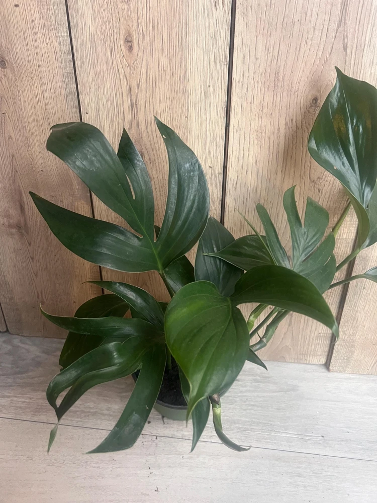 Rhaphidophora Decursiva in 6" Pot, Dragon Tail - Image 6