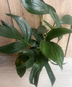 Rhaphidophora Decursiva in 6