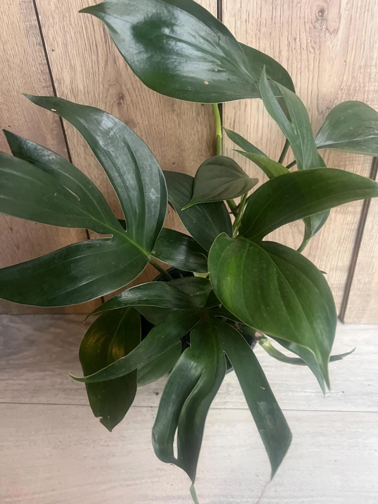 Rhaphidophora Decursiva in 6" Pot, Dragon Tail - Image 7