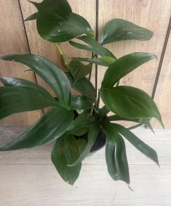 Rhaphidophora Decursiva in 6