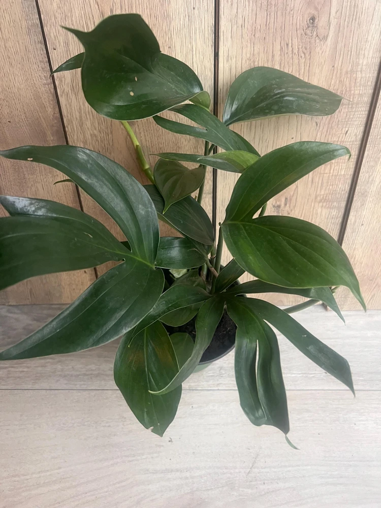 Rhaphidophora Decursiva in 6" Pot, Dragon Tail - Image 8