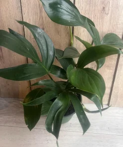 Rhaphidophora Decursiva in 6