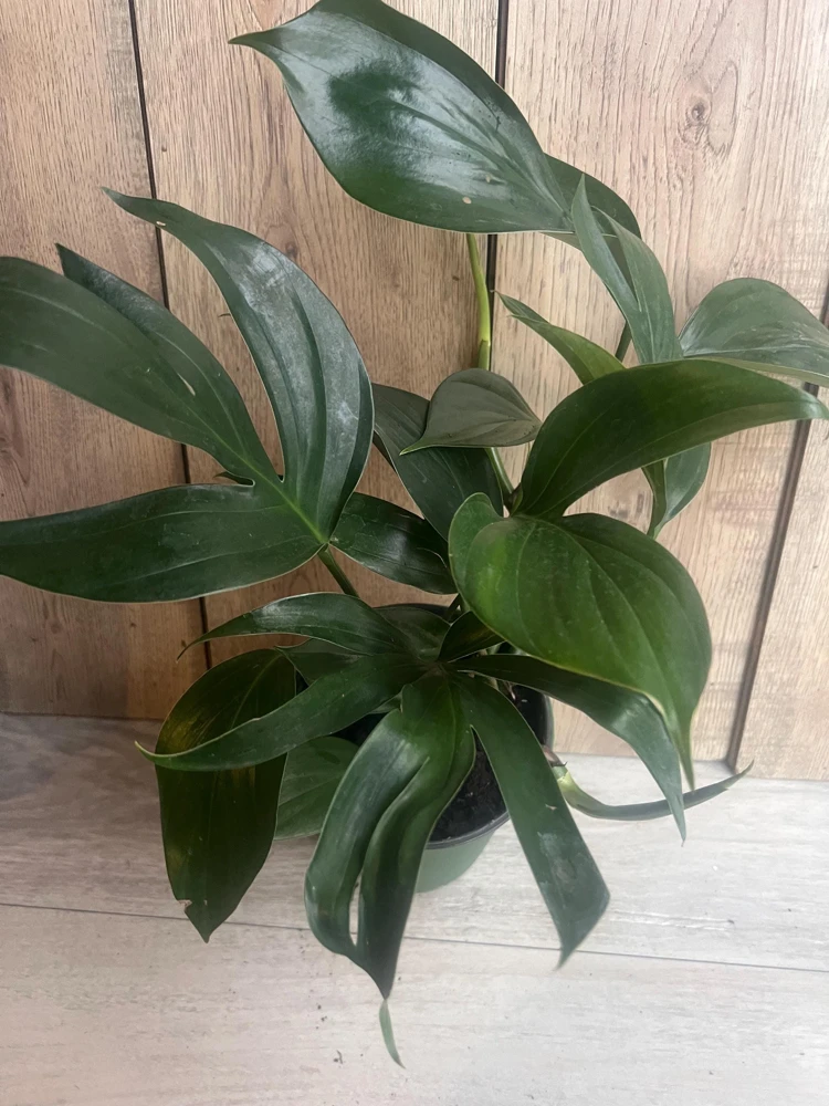 Rhaphidophora Decursiva in 6" Pot, Dragon Tail - Image 9