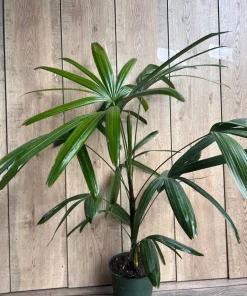 Rhapis Palm ,Lady Palm in 4