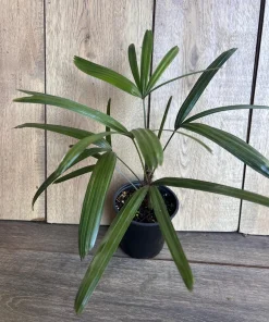 Rhapis Palm ,Lady Palm in 4