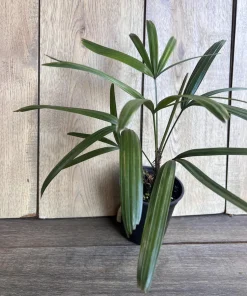 Rhapis Palm ,Lady Palm in 4