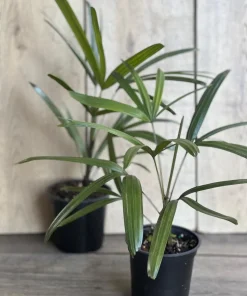 Rhapis Palm ,Lady Palm in 4