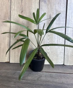 Rhapis Palm ,Lady Palm in 4