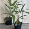 Rhapis Palm ,Lady Palm in 4" Pot, Air Purifying Plant, indoor or outdoor - Image 1