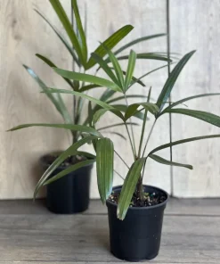 Rhapis Palm ,Lady Palm in 4
